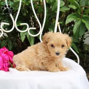 Kaylani, Maltipoo Puppy